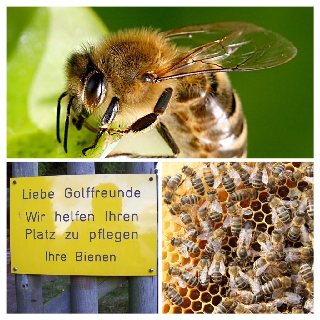 Bienen im GC Schloss Braunfels
